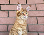 Кошки в Ярославле: Шикарная кошка породы мейн Кун  Девочка, 50 000 руб. - фото 3