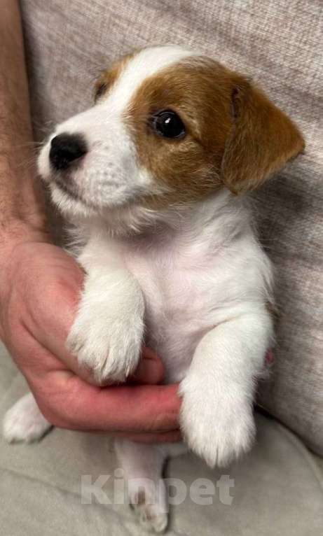 Собаки в Новосибирске: чистокровные щеночки джек рассел терьер Мальчик, 20 000 руб. - фото 8