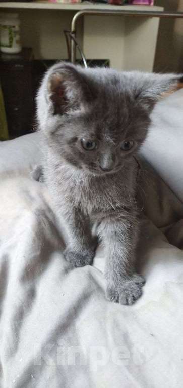 Кошки в Москве: Продается котенок . Девочка, 8 000 руб. - фото 2