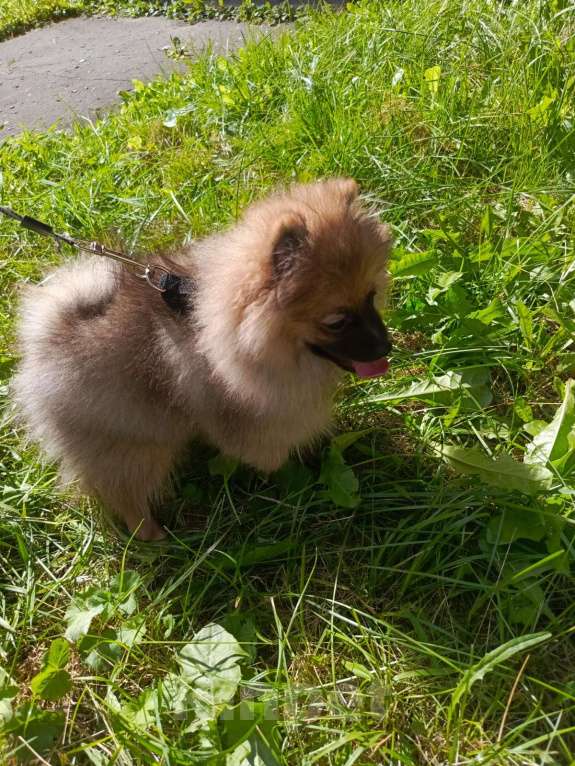 Собаки в Москве: Рыжий помощник Мальчик, 25 000 руб. - фото 4