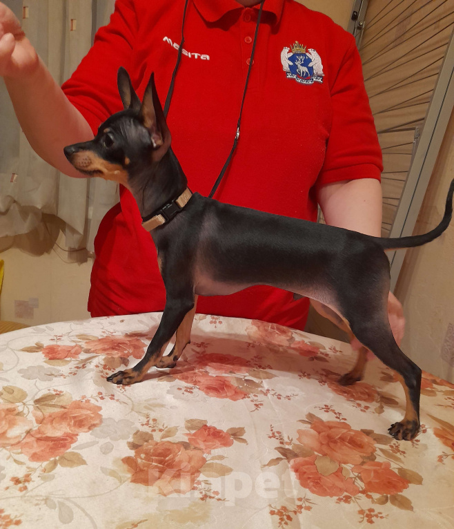 Собаки в Екатеринбурге: Русский той гладкошёрстный Мальчик, 25 000 руб. - фото 2