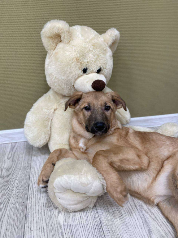 Собаки в Москве: Щенки бесплатно в Москве Девочка, Бесплатно - фото 2