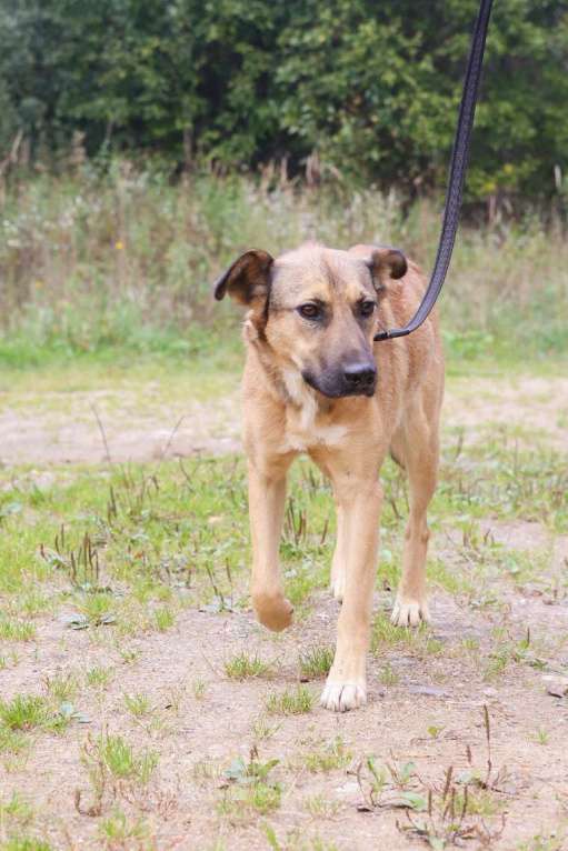 Собаки в Москве: Яся Девочка, Бесплатно - фото 11