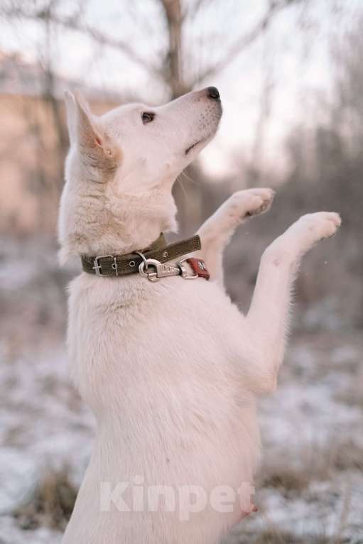 Собаки в Санкт-Петербурге: Красавица Белла из приюта Девочка, Бесплатно - фото 9