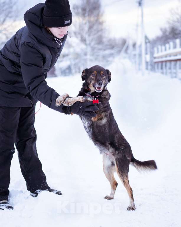 Собаки в Москве: небольшой пёсик ищет дом Мальчик, Бесплатно - фото 7