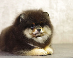 Собаки в Солнечногорске: Продажа померанского щенка  Мальчик, Бесплатно - фото 2