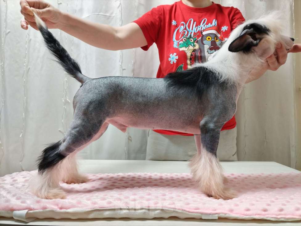 Собаки в Санкт-Петербурге: Голый мальчик Мальчик, Бесплатно - фото 7