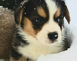Собаки в Нижнем Новгороде: Очаровашки Мальчик, 35 000 руб. - фото 1