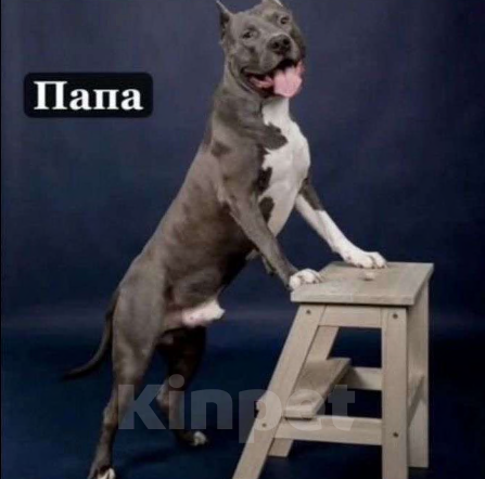 Собаки в Михайловке: Американский стаффордширский терьер Девочка, 30 000 руб. - фото 4