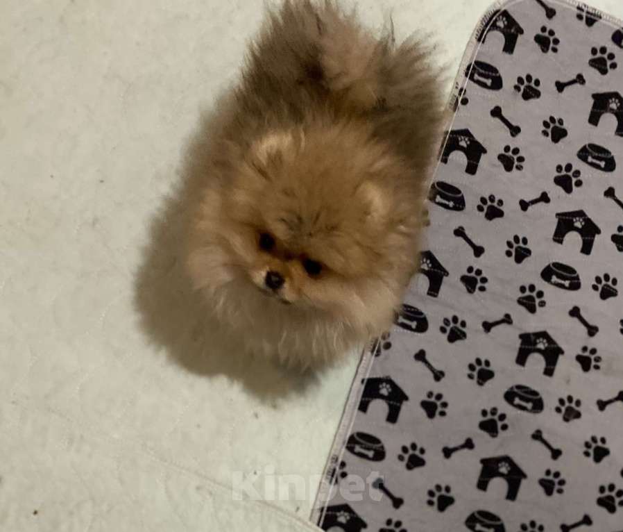 Собаки в Улане-Удэ: Мальчик померанского шпица Мальчик, 50 руб. - фото 3