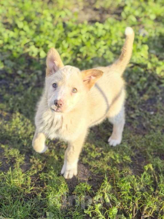 Собаки в Лосином-Петровском: Ромо якутенок ппбж  Девочка, Бесплатно - фото 6