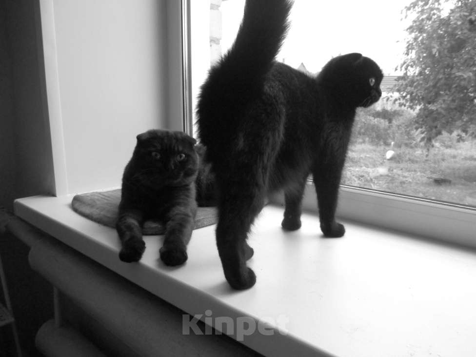 Кошки в Челябинске: шотландцы вислоухие Мальчик, 2 000 руб. - фото 4