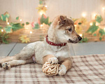 Собаки в Москве: Очаровательный рыжий щенок Ешик со сложной судьбой ищет доброе сердце! Мальчик, Бесплатно - фото 3