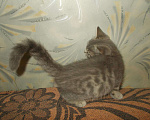 Кошки в Новокубанске: котята, 5 500 руб. - фото 3