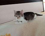 Кошки в Новокубанске: Котёнок девочка Девочка, 100 руб. - фото 3
