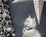 Кошки в Острогожске: Котята Невские Маскарадные, 25 000 руб. - фото 2