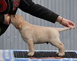 Собаки в Калуге: Палевый мальчик лабрадора высокого качества из питомника РКФ/FCI Мальчик, Бесплатно - фото 3