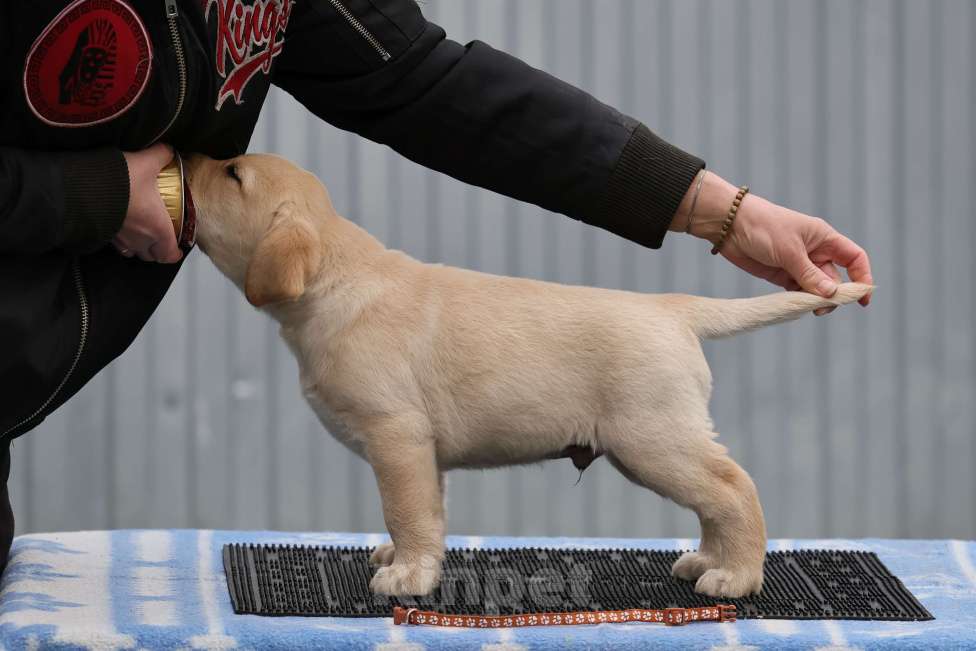 Собаки в Калуге: Палевый мальчик лабрадора высокого качества из питомника РКФ/FCI Мальчик, Бесплатно - фото 3