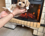 Собаки в Новосибирске: Щенок мальтипу девочка, доставка Девочка, 100 000 руб. - фото 4