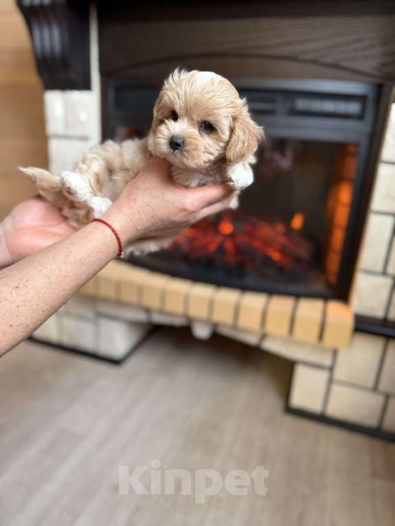 Собаки в Новосибирске: Щенок мальтипу девочка, доставка Девочка, 100 000 руб. - фото 4