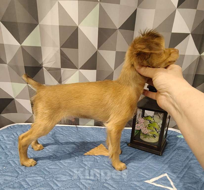 Собаки в Тюмени: Мальчик Тойчик🥰 Мальчик, 40 000 руб. - фото 6