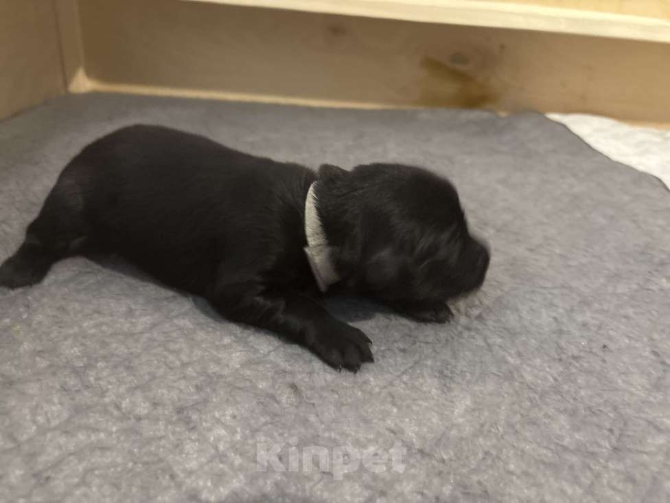 Собаки в Москве: Бронируем щенков прямошерстного ретривера флэт Девочка, 75 000 руб. - фото 3