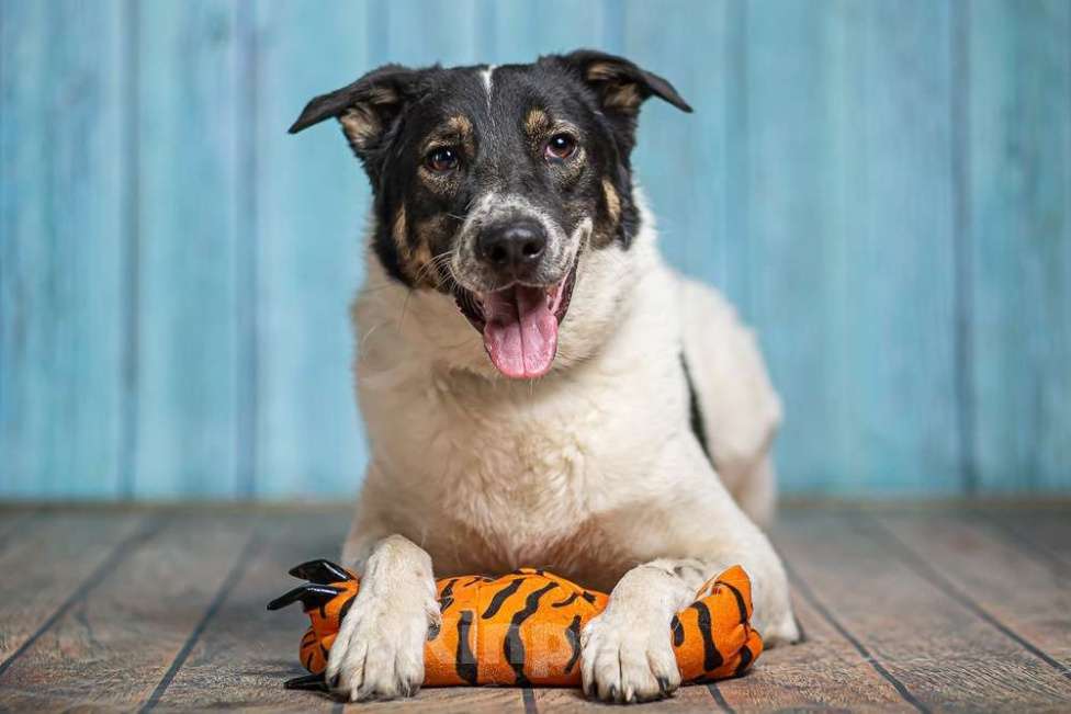 Собаки в Москве: Белый пёс Стэн, домашний мальчик в добрые руки Мальчик, 1 руб. - фото 4