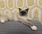 Кошки в Москве: Кошечка рэгдолл Девочка, Бесплатно - фото 2