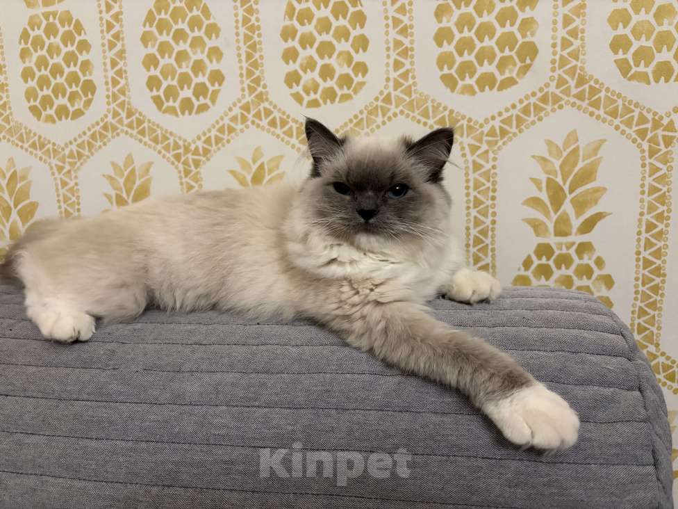 Кошки в Москве: Кошечка рэгдолл Девочка, Бесплатно - фото 2