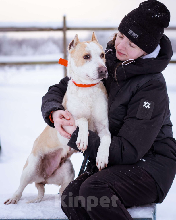 Собаки в Москве: Девочка из приюта ищет дом! Девочка, Бесплатно - фото 3