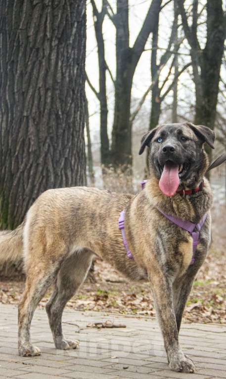 Собаки в Москве: Лика Девочка, Бесплатно - фото 5