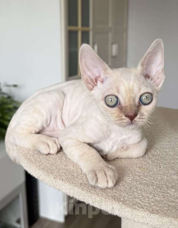 Кошки в Казани: Продаю милейших котят породы Девон Рекс. Девочка, 80 000 руб. - фото 2