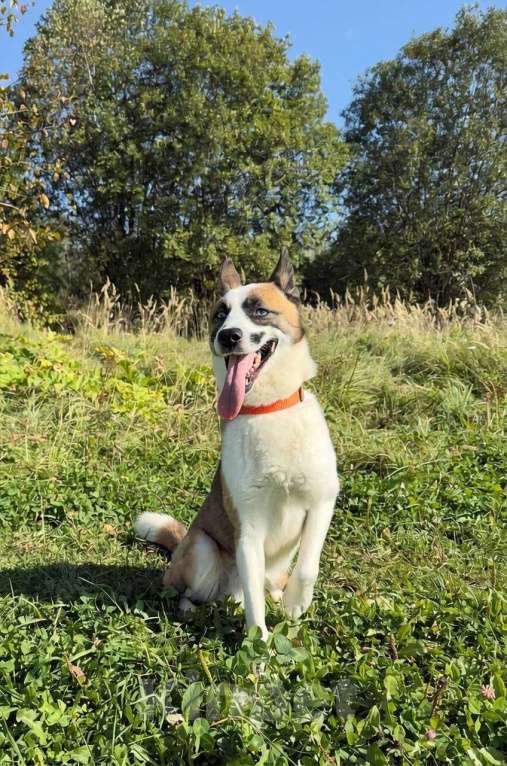 Собаки в других городах Московской области: Деймон с невероятными голубыми глазами ищет дом Мальчик, Бесплатно - фото 3