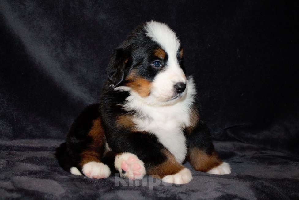 Собаки в других городах Московской области: Бернский зенненхунд Девочка, 120 000 руб. - фото 7