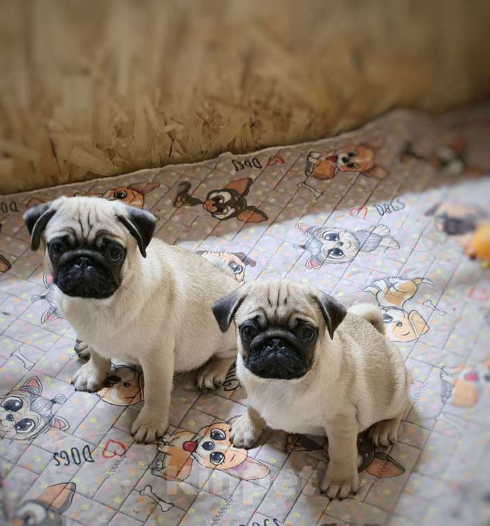 Собаки в Москве: Беж мальчик с док-ми РКФ Мальчик, 45 000 руб. - фото 2