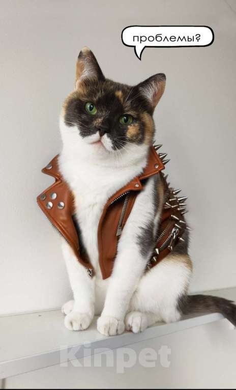 Кошки в Раменском: Джемма в дар Девочка, Бесплатно - фото 6