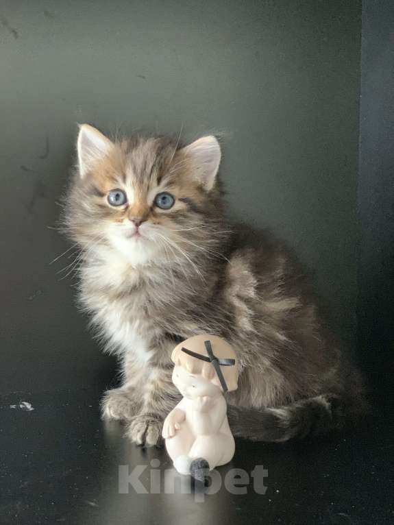 Кошки в Перми: Сибирские котята Мальчик, 45 000 руб. - фото 6