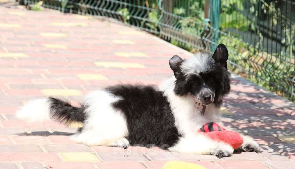 Собаки в Феодосии: Пуховый мальчик китайской хохлатой собачки Мальчик, Бесплатно - фото 6