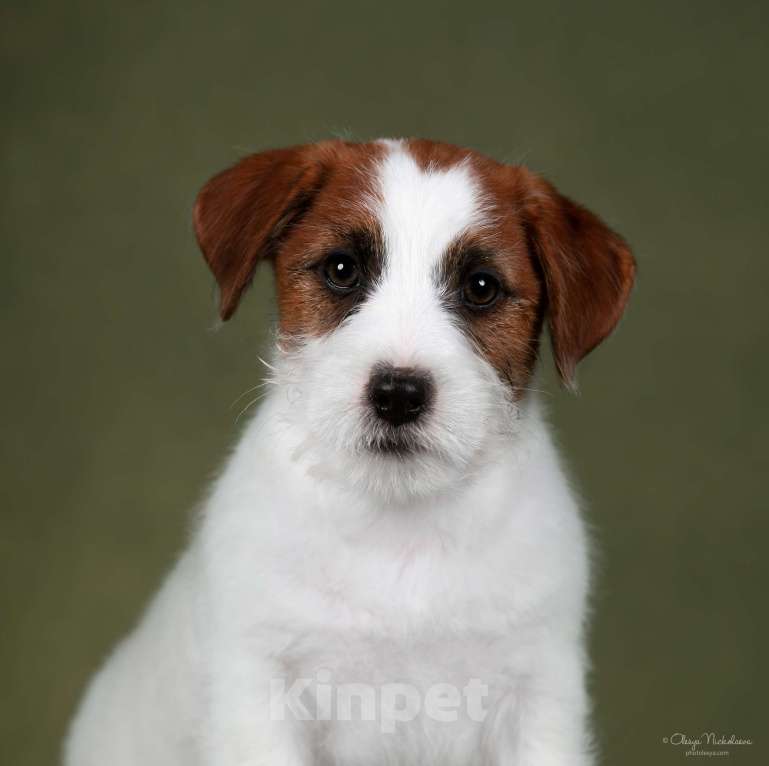 Собаки в Санкт-Петербурге: Марлекс Солар Найджел  Мальчик, 80 000 руб. - фото 6