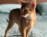 Кошки в Краснодаре: Абиссинский котенок дикого окраса Девочка, 75 000 руб. - фото 3