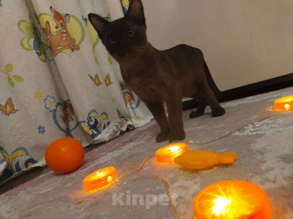 Кошки в Лыткарино: Бурманские котятки Девочка, 20 000 руб. - фото 8