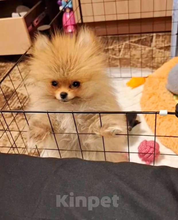 Собаки в Апрелевке: Померанский шпиц  Девочка, 40 000 руб. - фото 2