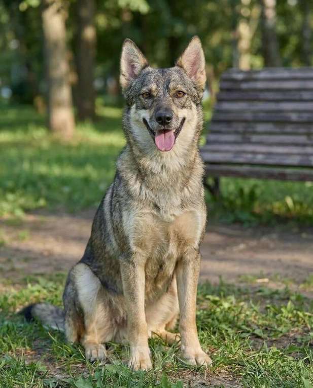 Собаки в Москве: Леди - миниатюрная волчица, с очень добрым сердцем Девочка, Бесплатно - фото 3