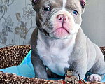 Собаки в Москве: Американский булли Микро Экзот Мальчик, 350 000 руб. - фото 3