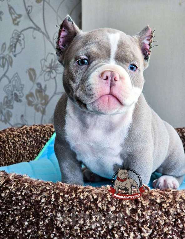 Собаки в Москве: Американский булли Микро Экзот Мальчик, 350 000 руб. - фото 3