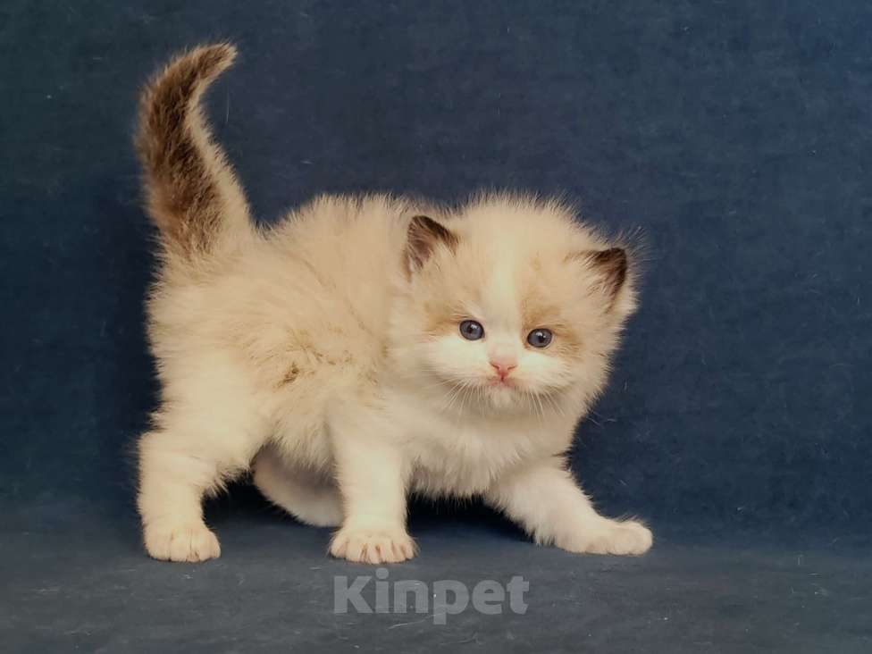 Кошки в Санкт-Петербурге: Мальчик рэгдолл Мальчик, 80 000 руб. - фото 1