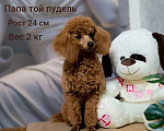 Собаки в других городах Ростовской области: Продам щенков той пуделя Мальчик, Бесплатно - фото 6