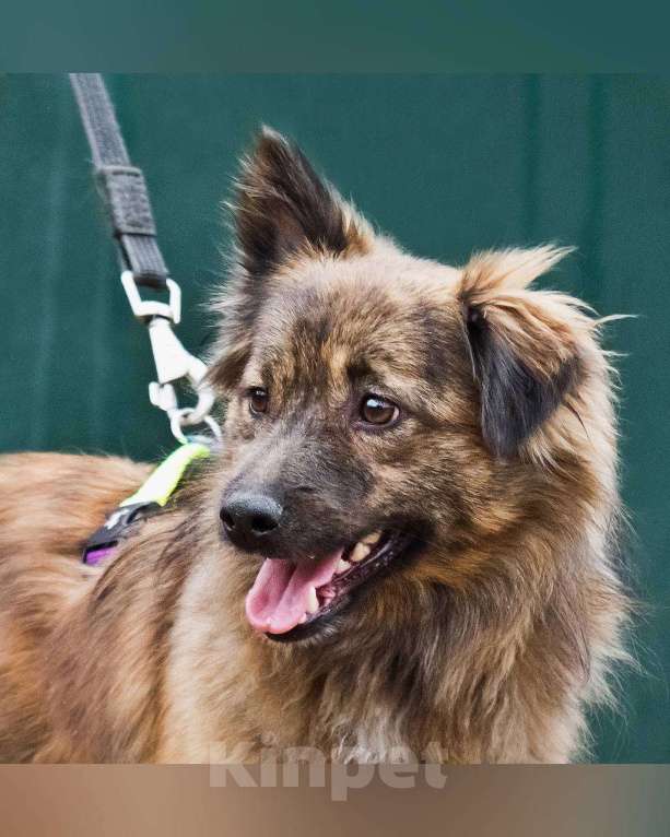 Собаки в других городах Московской области: Привет:) Я Амур! Мальчик, Бесплатно - фото 4