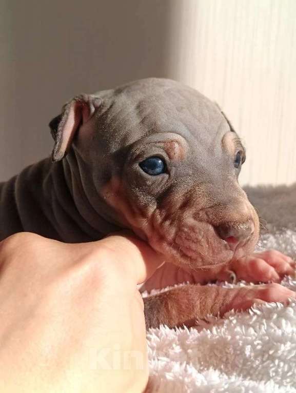 Собаки в Пушкино: Щенки АГТ Мальчик, 100 000 руб. - фото 7