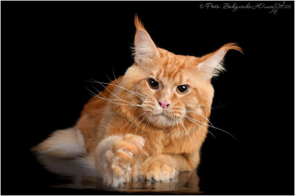 Кошки в Кисловодске: Питомник AnElKron, продажа котят Мальчик, 80 000 руб. - фото 6